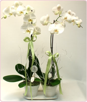 İki orkideli tasarım