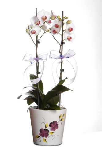 İkili beyaz orkide