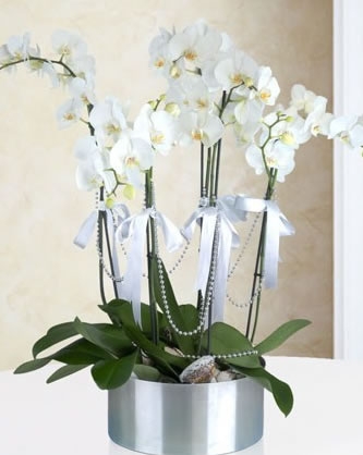 metal saksıda 6 dallı beyaz orkide