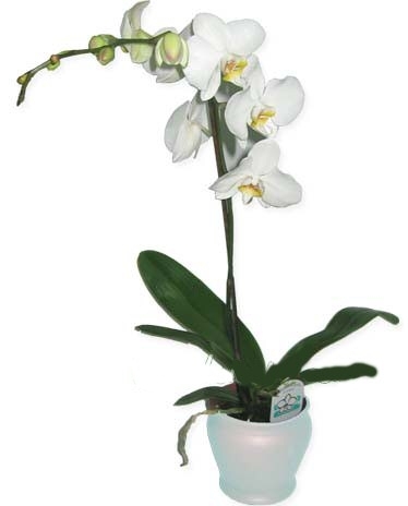 Tekli beyaz orkide